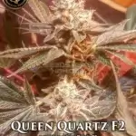 Queen Quartz F2 (Regular) - Prana Medical Seeds