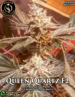 Queen Quartz F2 Regular Seeds (space) Hybrid Cannabis by Prana Medical Seeds