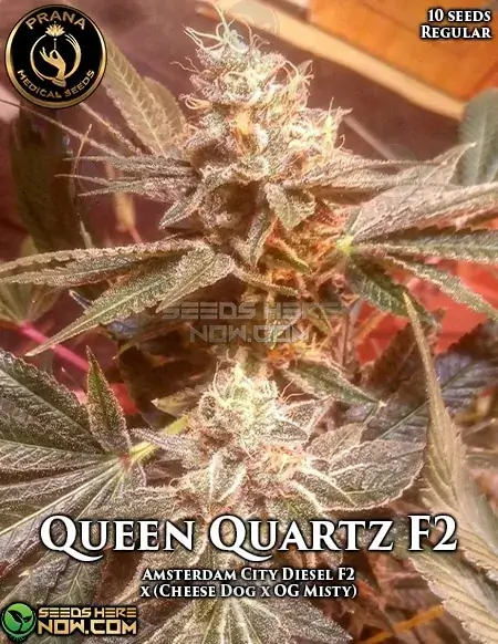 Queen Quartz F2 Regular Seeds - Hybrid Cannabis by Prana Medical Seeds