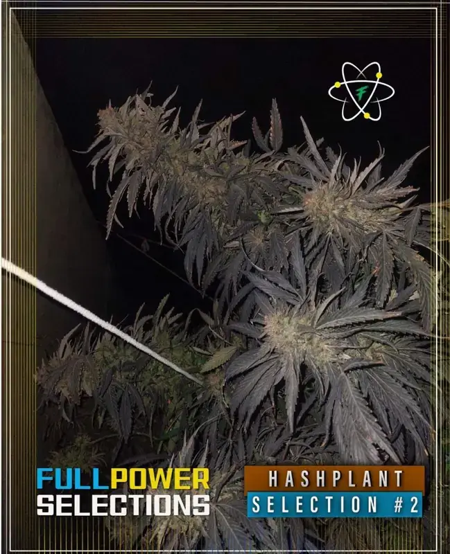 Quetta Hashplant, Selection #2 cannabis seeds by Indian Landrace Exchange