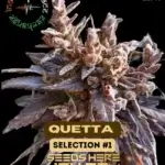 Quetta Selection #1 (Regular) - Indian Landrace Exchange