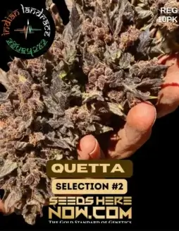 Quetta Selection #2 regular cannabis seeds by Indian Landrace Exchange, featuring earthy and citrus aroma with 20% THC