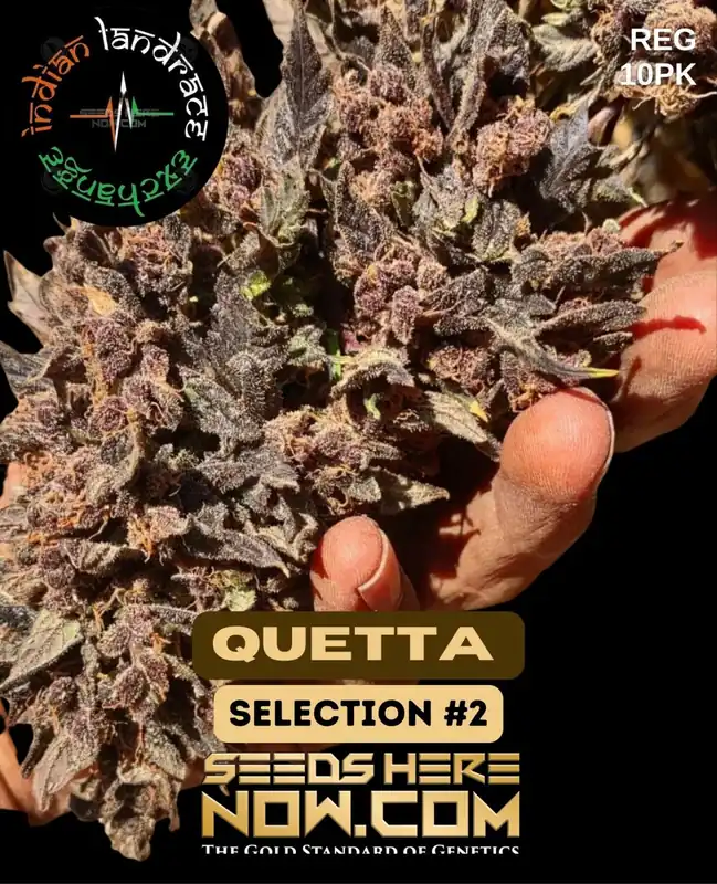 Quetta Selection #2 regular cannabis seeds by Indian Landrace Exchange, featuring earthy and citrus aroma with 20% THC