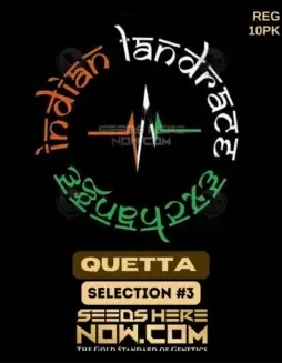 Quetta Selection #3 cannabis seeds, bred by Indian Landrace Exchange, featuring earthy and citrus flavors