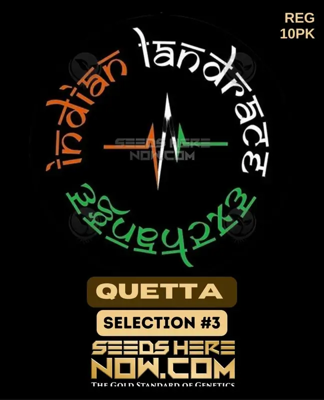 Quetta Selection #3 cannabis seeds, bred by Indian Landrace Exchange, featuring earthy and citrus flavors
