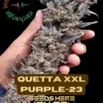 Quetta XXL Purple - 23 (Regular) - Indian Landrace Exchange