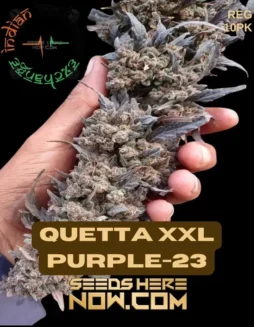 Quetta XXL Purple(space)23 (Regular) (space) Indian Landrace Exchange