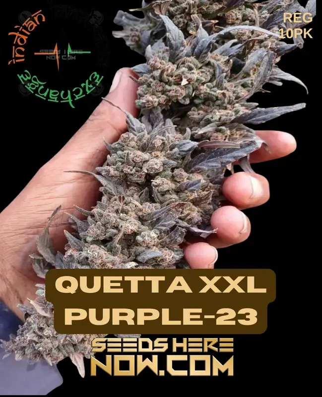 Quetta XXL Purple-23 cannabis seed product