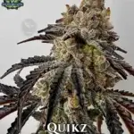 Quikz (Feminized) - Exotic Genetix