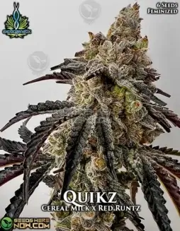 Pack of Quikz Feminized Seeds (space) Hybrid strain with Grape and Candy Flavors