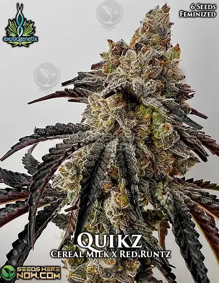 Pack of Quikz Feminized Seeds - Hybrid strain with Grape and Candy Flavors