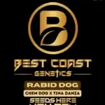 Rabid Dog (Regular) - Best Coast Genetics