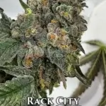 Rack City (Regular) - Envy Genetics