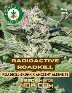 Radioactive Roadkill cannabis seeds, a hybrid strain with 18(space)22% THC by Heart & Soil Seeds