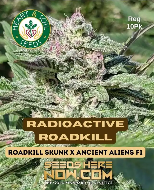 Radioactive Roadkill cannabis seeds, a hybrid strain with 18-22% THC by Heart & Soil Seeds