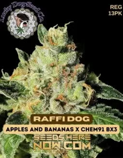 Raffi Dog Cannabis Seeds (space) Hybrid Strain with Citrus and Pine Aromas