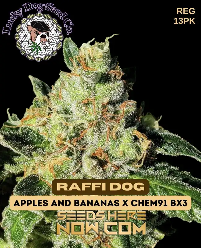 Raffi Dog Cannabis Seeds - Hybrid Strain with Citrus and Pine Aromas