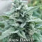 Rain Dance (Regular) - Katsu Seeds