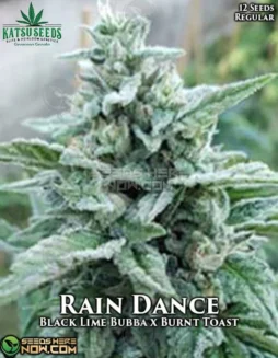 Rain Dance Regular Cannabis Seeds by Katsu Seeds featuring Black Lime Bubba and Burnt Toast lineage