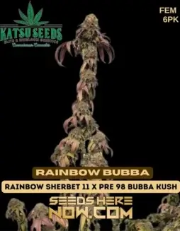 Feminized Rainbow Bubba Cannabis Seeds by Katsu Seeds featuring Rainbow Sherbet #11 and Pre(space)98 Bubba Kush