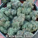 Rainbow Chip (Regular) - Exotic Genetix
