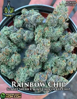 Rainbow Chip cannabis seeds by Exotic Genetix, featuring Sherbet and Mint Chocolate Chip lineage