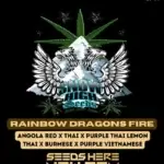 Rainbow Dragons Fire (Regular) - Snow High Seeds