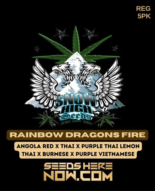 Rainbow Dragons Fire cannabis seeds packet by Snow High Seeds featuring exotic genetics and vibrant character.