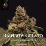 Rainbow Gelato (Regular) - Green Fire Genetics