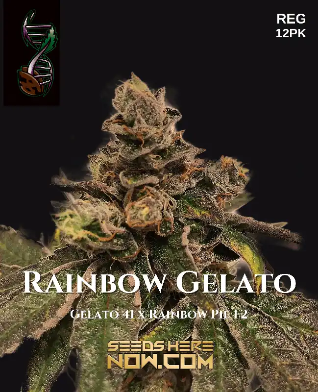 Rainbow Gelato cannabis seeds by Green Fire Genetics, featuring Gelato #41 and Rainbow Pie F2 lineage