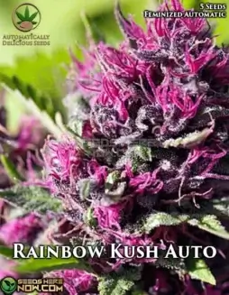 Rainbow Kush Auto (Autoflower) (space) Automatically DeliciousRainbow Kush Auto cannabis seeds by Automatically Delicious featuring Dancehall, Blueberry, and Ruderallis parentage