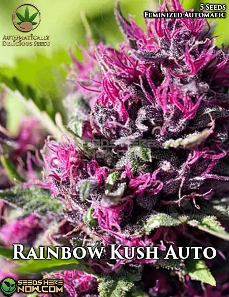 Rainbow Kush Auto cannabis seeds by Automatically Delicious featuring Dancehall, Blueberry, and Ruderallis parentage