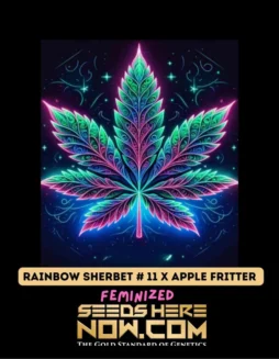 Rainbow Sherbet #11 x Apple Fritter Feminized Seeds (space) Citrus, Berry, Apple Flavors
