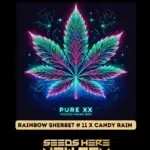 Rainbow Sherbet #11 x Candy Rain (Feminized) - Pure XX