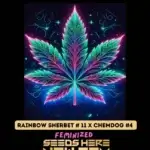 Rainbow Sherbet #11 x Chemdog #4 (Feminized) - Pure XX