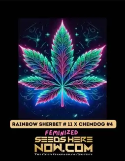 Close(space)up of Rainbow Sherbet #11 x Chemdog #4 feminized cannabis seeds by Pure XX