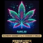 Rainbow Sherbet #11 x Cookies & Cream (Feminized) - Pure XX