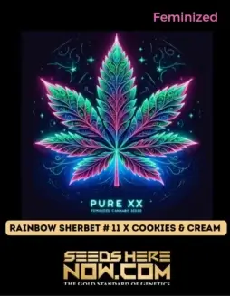 Feminized Rainbow Sherbet #11 x Cookies & Cream Cannabis Seeds by Pure XX