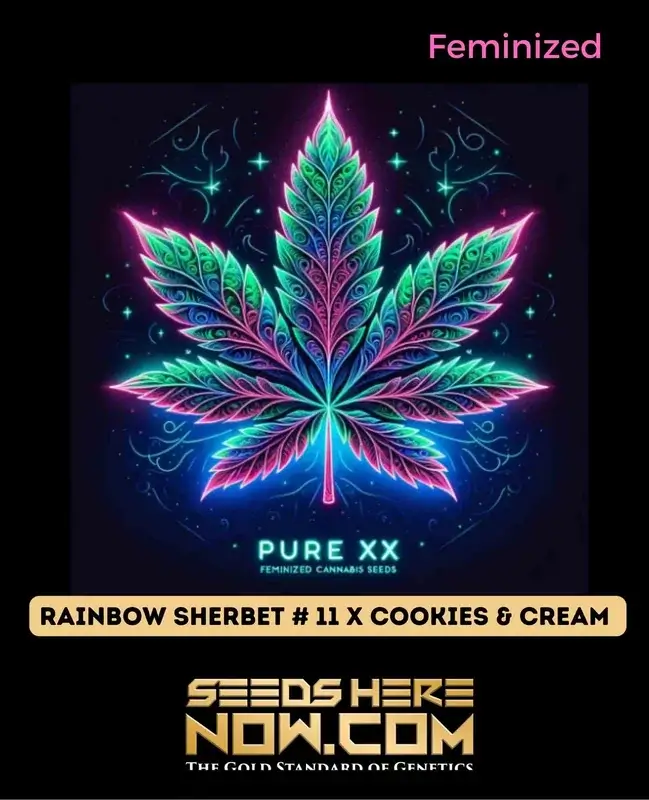 Feminized Rainbow Sherbet #11 x Cookies & Cream Cannabis Seeds by Pure XX