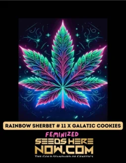 Image of Rainbow Sherbet #11 x Galactic Cookies cannabis seeds packaging by Pure XX