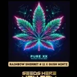 Rainbow Sherbet #11 x Gush Mintz (Feminized) - Pure XX