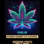 Rainbow Sherbet #11 x Gushers (Feminized) - Pure XX