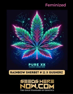 Close(space)up image of Rainbow Sherbet #11 x Gushers feminized cannabis seeds by Pure XX