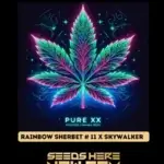 Rainbow Sherbet #11 x Skywalker (Feminized) - Pure XX