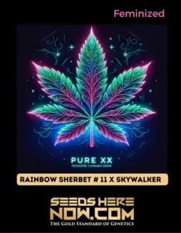 Rainbow Sherbet #11 x Skywalker Feminized Seeds (space) Citrus, Berry, Pine Flavors
