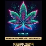 Rainbow Sherbet #11 x Super Boof (Feminized) - Pure XX