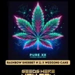 Rainbow Sherbet #11 x Wedding Cake (Feminized) - Pure XX