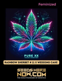 Rainbow Sherbet #11 x Wedding Cake S1 Cannabis Seeds Pack by Pure XX
