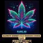 Rainbow Sherbet #11 x Wedding Cookie Cake S1 (Feminized) - Pure XX