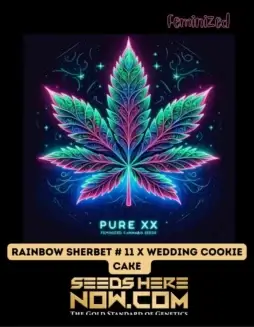 Rainbow Sherbet #11 x Wedding Cookie Cake S1 (space) Citrus, Berry, Vanilla Aroma Feminized Cannabis Seeds by Pure XX